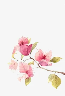 紫薇花图片免抠