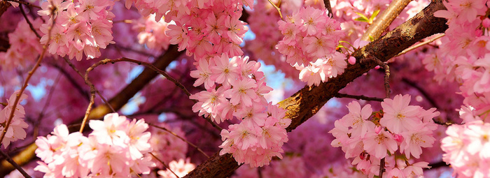 桃花背景高清