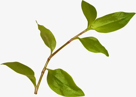 树叶树枝免抠