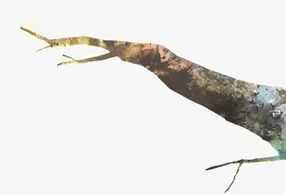 手绘冬季树枝素材免抠