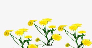 黄色春天花朵草地免抠