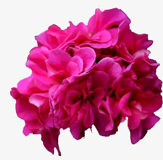 鲜花花卉唯美花卉图片免抠