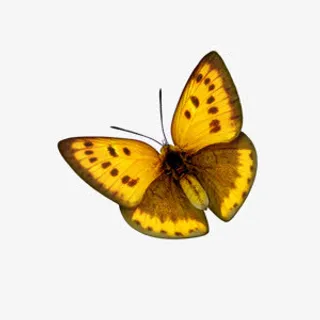 城市绿色文明蝴蝶纷飞免抠