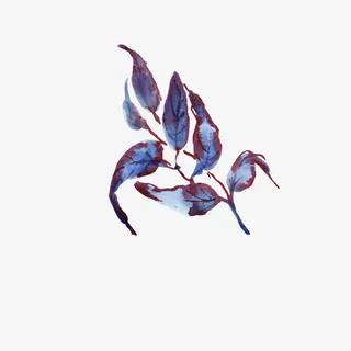 文艺清新花草海报设计装饰免抠