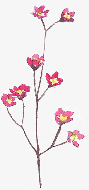 美丽的重粉色免抠