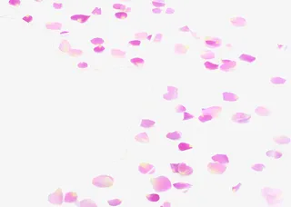 唯美粉红色花瓣创意免抠