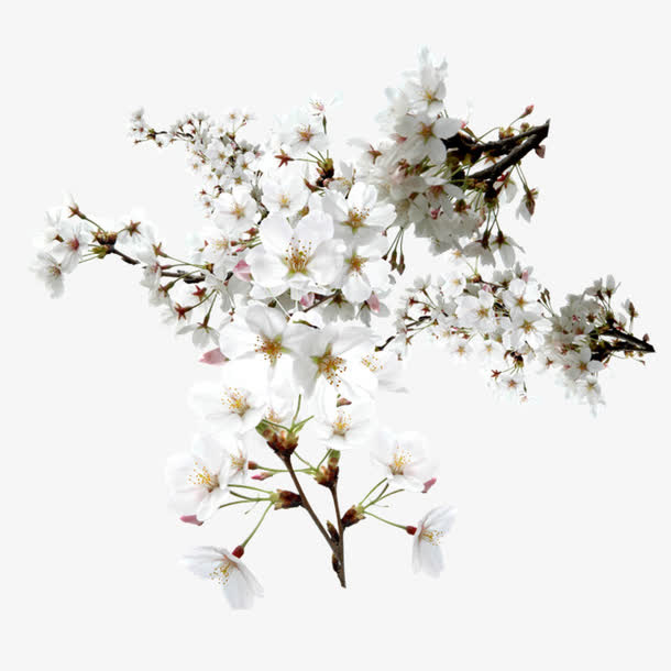 花束免抠
