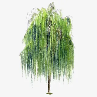 手绘树木图片绿色树木素材免抠