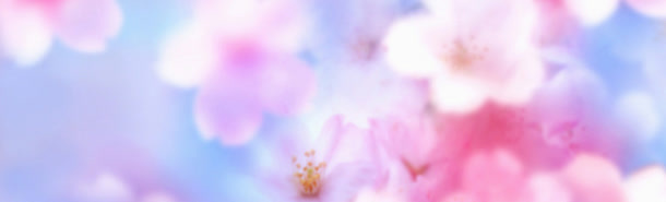 朦胧美花瓣banner背景