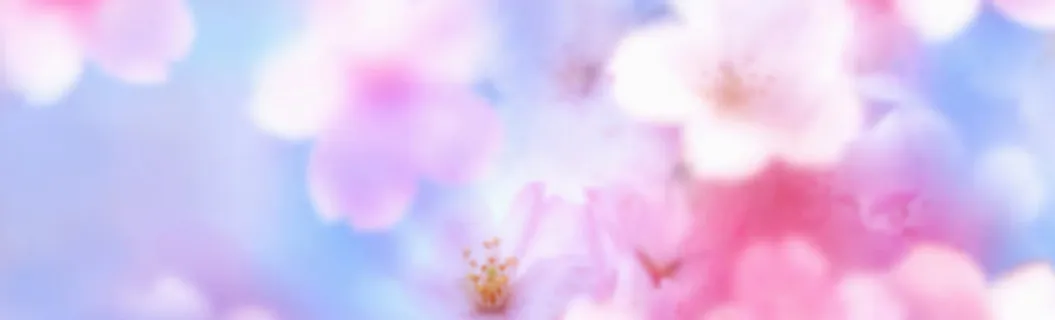 朦胧美花瓣banner背景 朦胧美花瓣banner背景