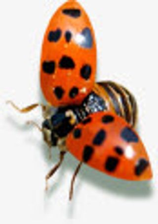 春天园林昆虫装饰免抠