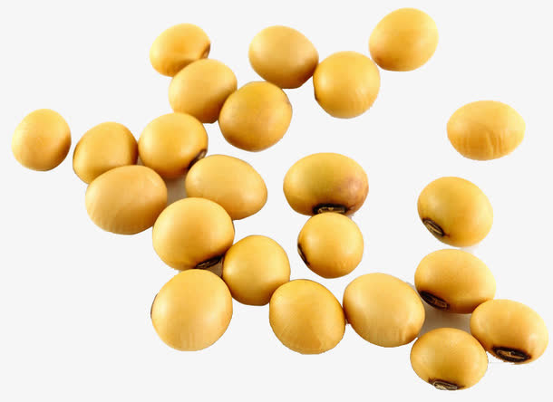 黄豆实物摄影免抠