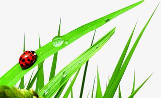 绿色粮食作物瓢虫美景免抠