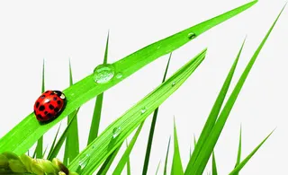 绿色粮食作物瓢虫美景免抠