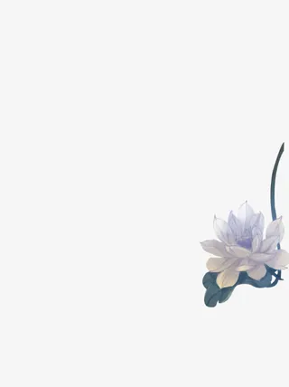 白色花朵荷花春节免抠