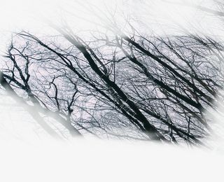 春天绿色树林枝叶免抠