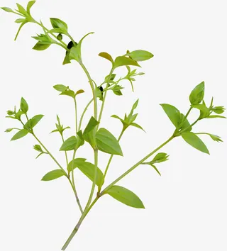 绿色树叶元素透明树叶图片免抠