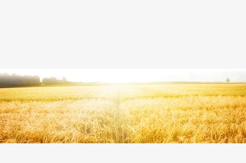 金黄色稻子田地免抠