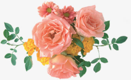 古典玫瑰花开手绘免抠