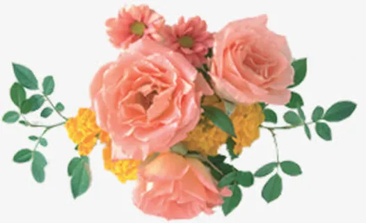 古典玫瑰花开手绘免抠