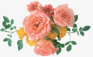 古典玫瑰花开手绘免抠