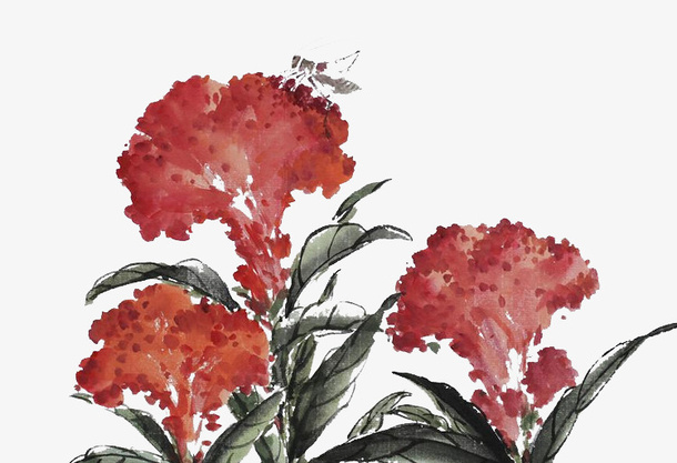鸡冠花花朵免抠