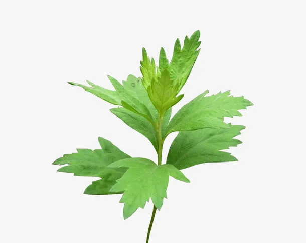 艾草免抠