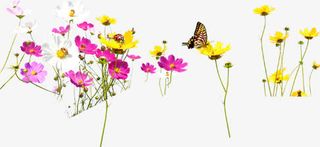 清新春季花朵蝴蝶免抠