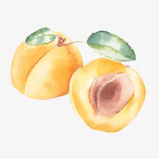 手绘晕染黄杏免抠