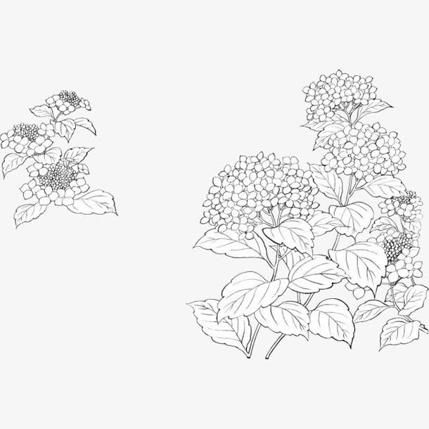 手绘素描丁香花簇插图PNG免抠