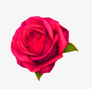 粉色玫瑰花免抠