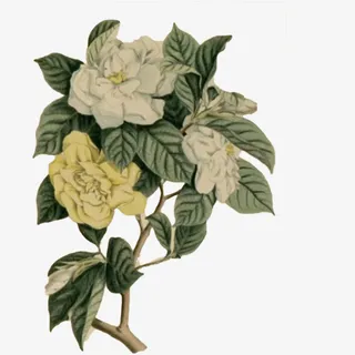 栀子花开免抠 栀子花开免抠