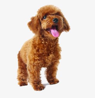 可爱的泰迪小狗狗免抠