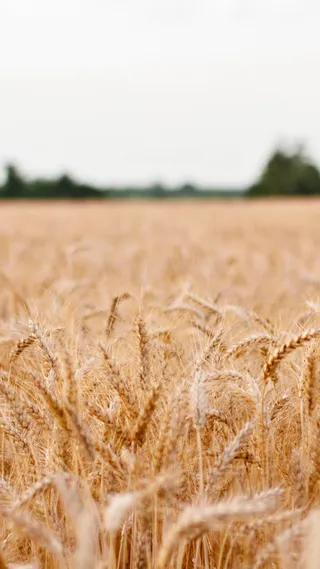 金色麦田大气背景高清