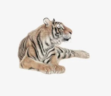 卧着的老虎免抠