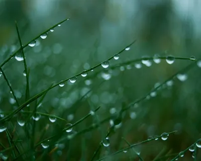 绿色树叶,朦胧叶免抠