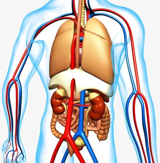 人体血液循环系统免抠