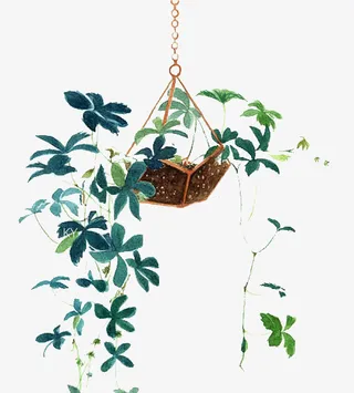 PNG吊兰装饰免抠
