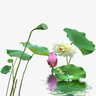 荷花，水珠，荷叶，水纹免抠