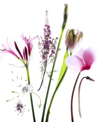 手绘梦幻花朵绿叶壁纸免抠