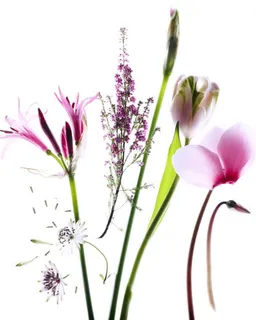 手绘梦幻花朵绿叶壁纸免抠 手绘梦幻花朵绿叶壁纸免抠