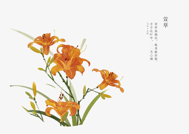 手绘花卉免抠