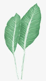 植物绿色涂鸦树叶大片叶子免抠 植物绿色涂鸦树叶大片叶子免抠