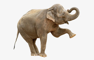 杂耍的大象免抠