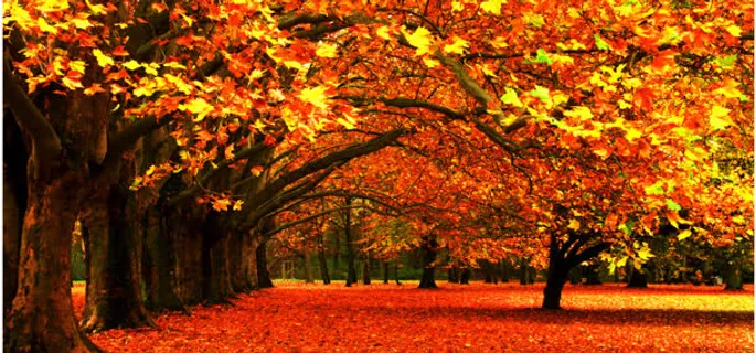 唯美秋季风景背景