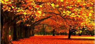 唯美秋季风景背景