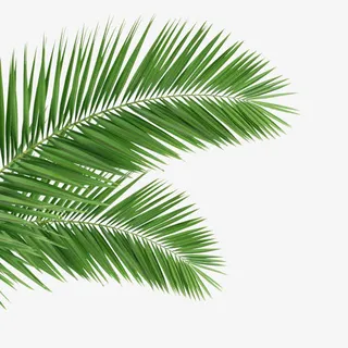 椰子叶绿色 树叶热带植物免抠 椰子叶绿色 树叶热带植物免抠