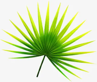 一片尖状绿色叶子免抠