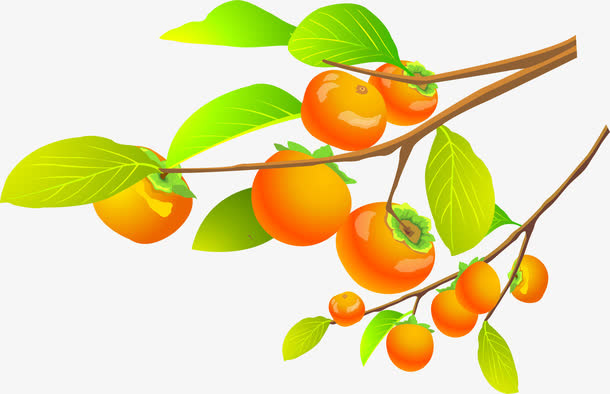 柿子树免抠