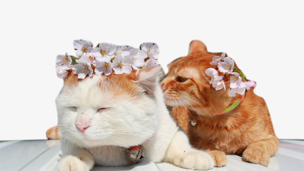 情侣小猫免抠